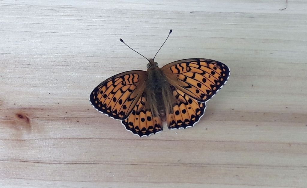 Melitaea sp? No, Argynnis (Mesoacidalia) aglaja, Nymphalidae